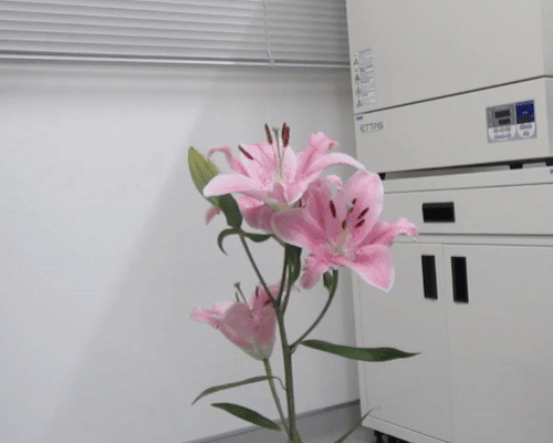 japanese scientists artificially pollinate flowers with a bee-drone