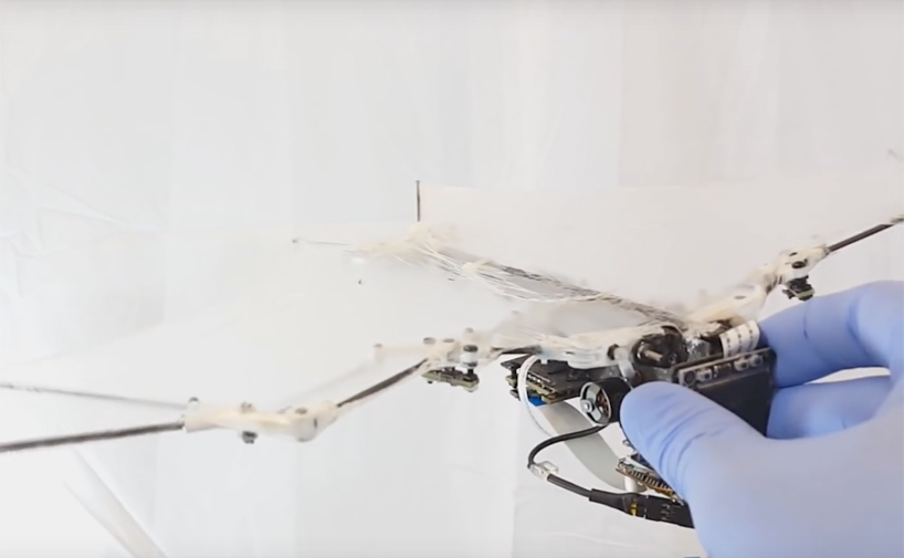 bat robot caltech bat bot drone designboom