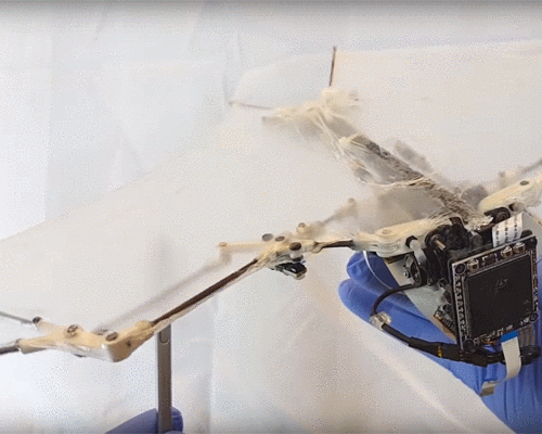 caltech's bat robot stretches its wings