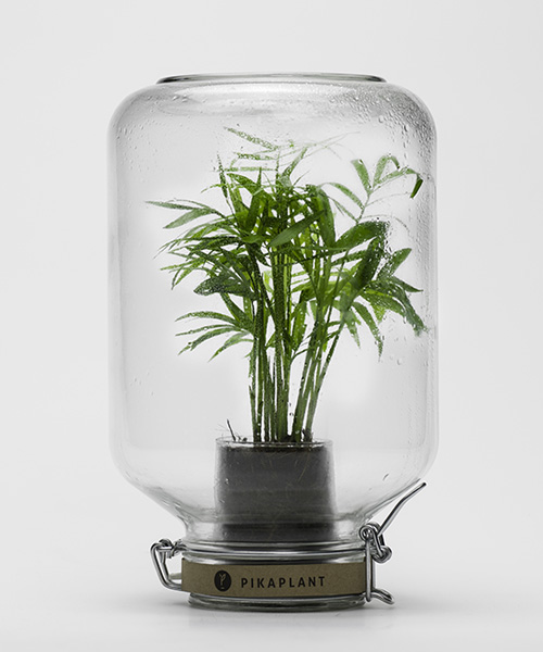 pikaplant's jar is the plant that you never need to water