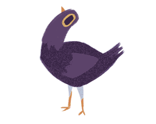 trash dove: the head-banging bird taking over social media