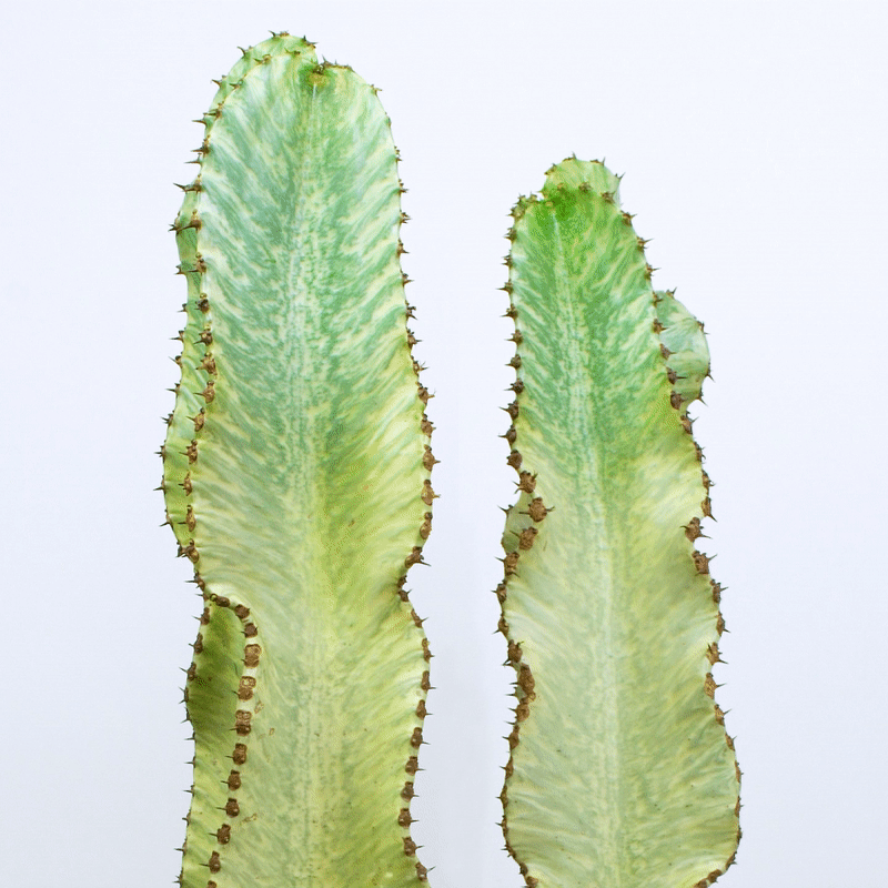 cacti-loop-3MB
