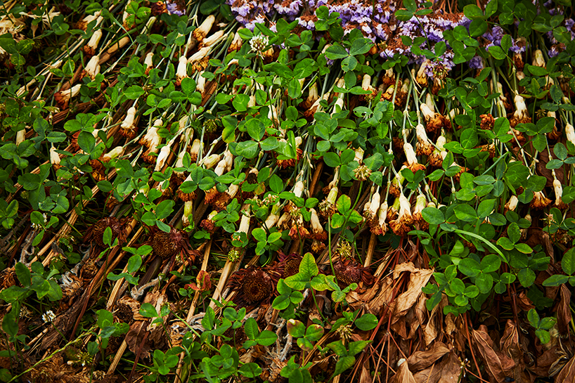 azuma makoto flower circle