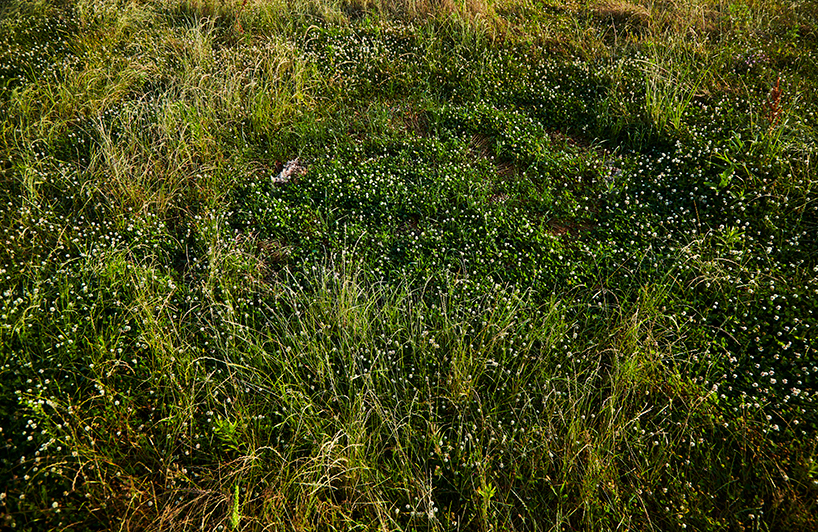 azuma makoto flower circle
