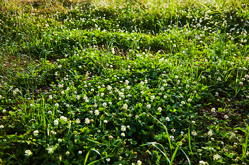 azuma makoto flower circle