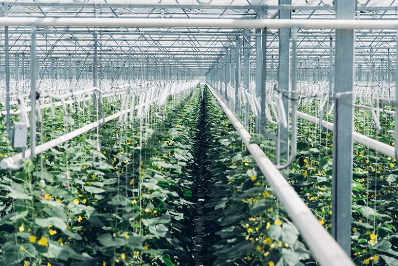climeworks' air-capturing plant takes CO2 from the atmosphere and feeds it to vegetables
