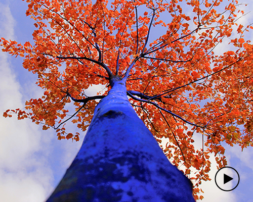 konstantin dimopoulos paints 'blue trees' to help cities go green