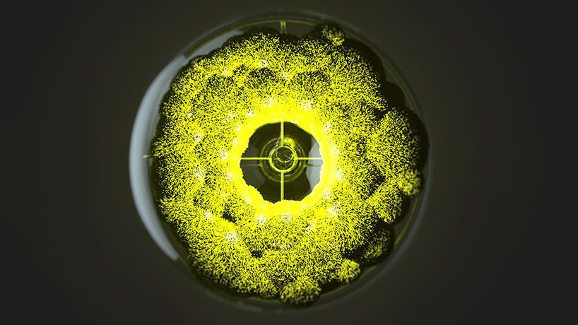 marko vuckovic's mosslamp fuses electronics with nature to effuse a sense of calm