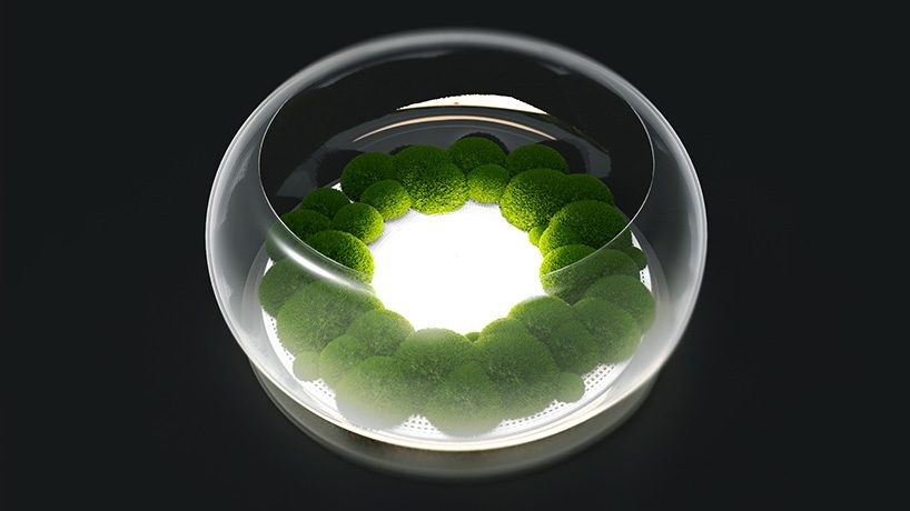 marko vuckovic's mosslamp fuses electronics with nature to effuse a sense of calm