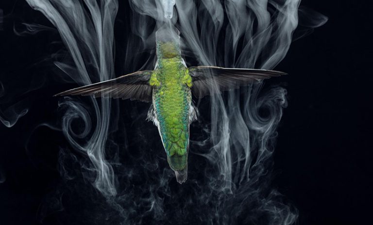 Hummingbird Inmotion hummingbirds in slow motion reveal an unprecedented look at their lives