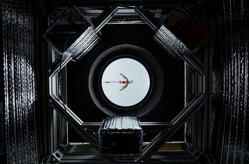 slow motion video reveals an unprecedented look at hummingbirds' lives