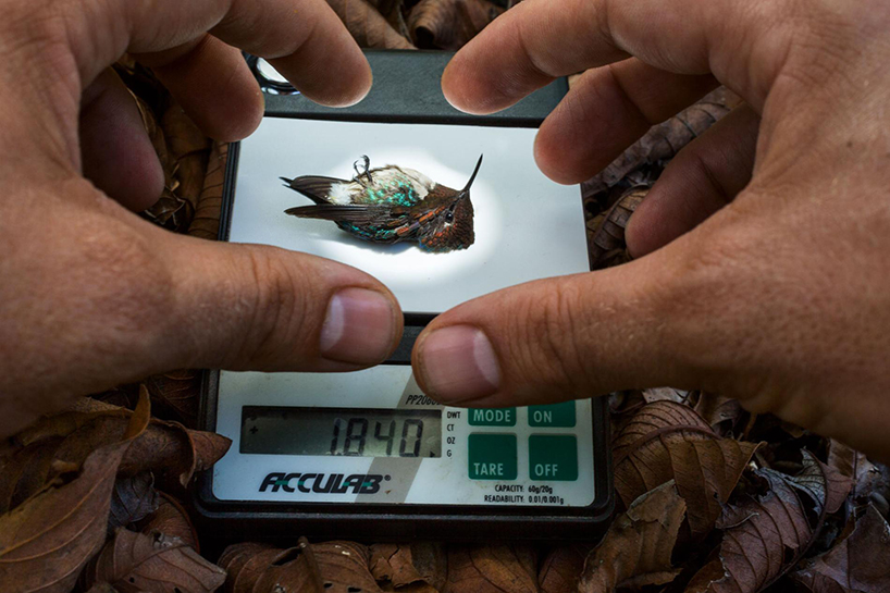 slow motion video reveals an unprecedented look at hummingbirds' lives