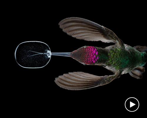 slow motion video reveals an unprecedented look at hummingbirds' lives