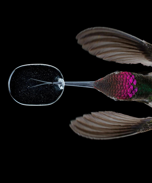 slow motion video reveals an unprecedented look at hummingbirds' lives