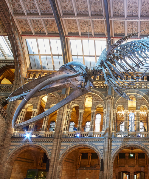 london's natural history museum unveils blue whale skeleton as part of major refurbishment
