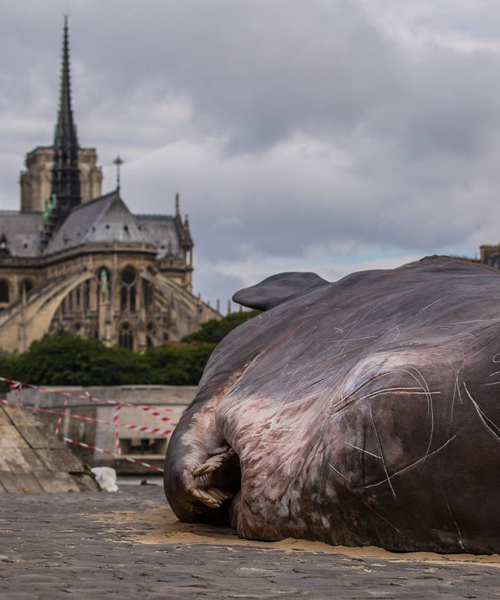 sperm whale lands on the banks of the seine river to raise environmental awareness