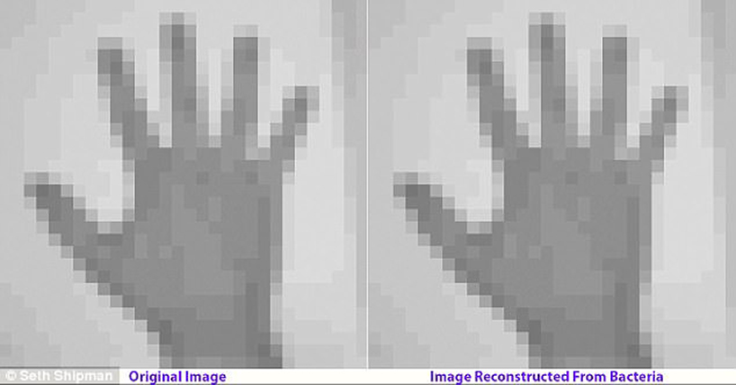 viral data storage: harvard scientists encode a movie in bacterial DNA