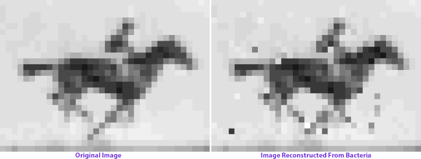 viral data storage: harvard scientists encode a movie in bacterial DNA