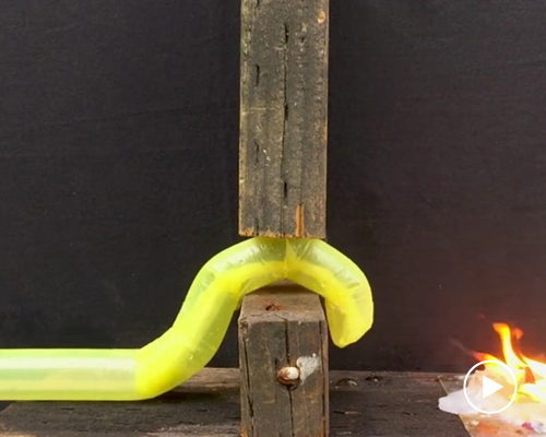 stanford's search and rescue snake robot is a slithering success