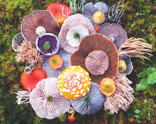 jill bliss forages flora to form magical mushroom medleys