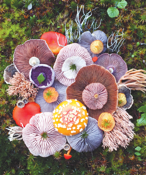 jill bliss forages flora to form magical mushroom medleys