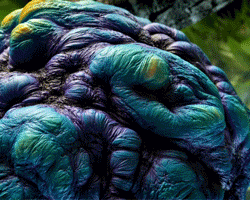 miki nemcek abstractly animates the transformation of larva into butterfly