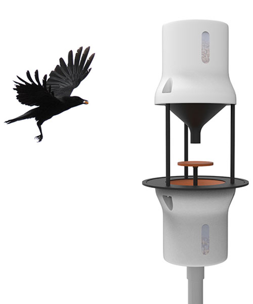 dutch start-up crowded cities wants to train crows to pick up cigarette butts
