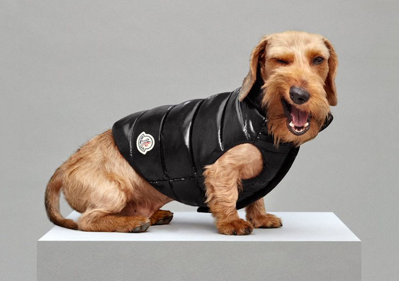 Moncler best sale dog coat