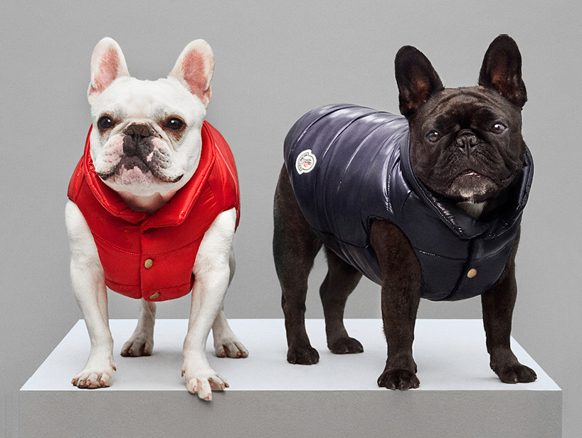 moncler dog jacket keeps your pooch 