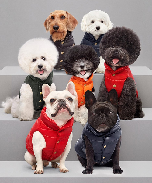 moncler keeps pooches toasty and trendy with line of luxury puffer jackets for dogs