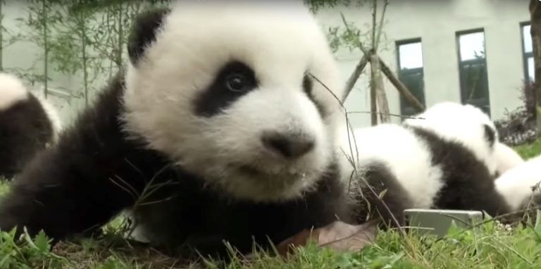 36 panda cubs make debut in china, marking historic boom of baby bears