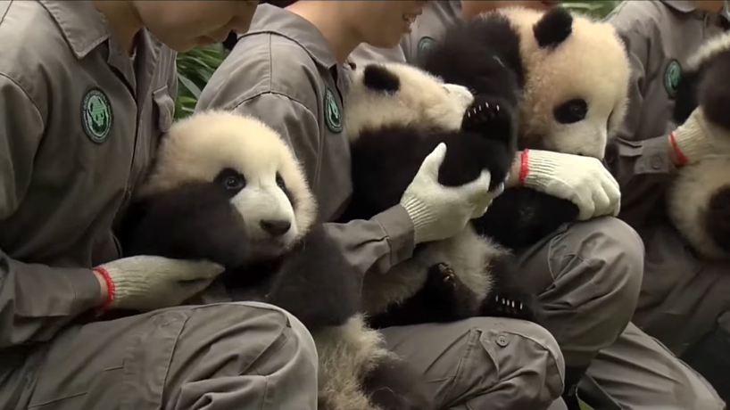 36 baby pandas