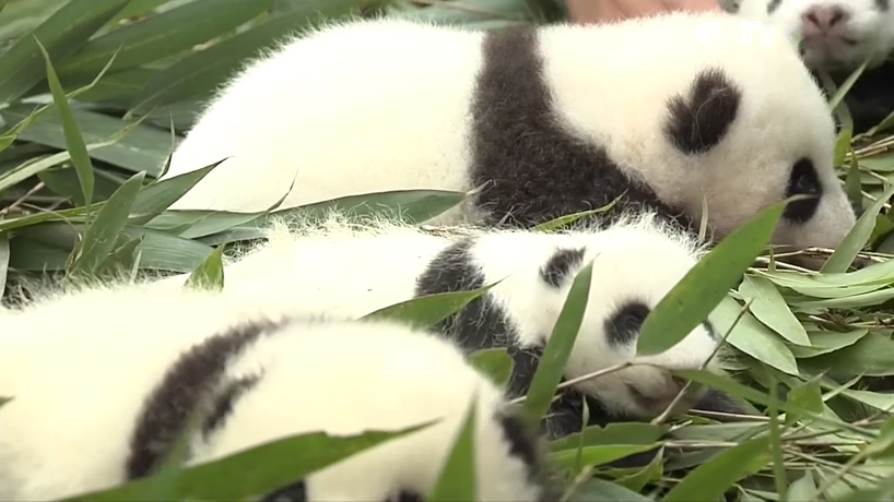 36 baby pandas