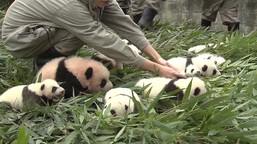 36 baby pandas