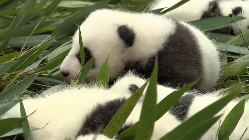 36 baby pandas