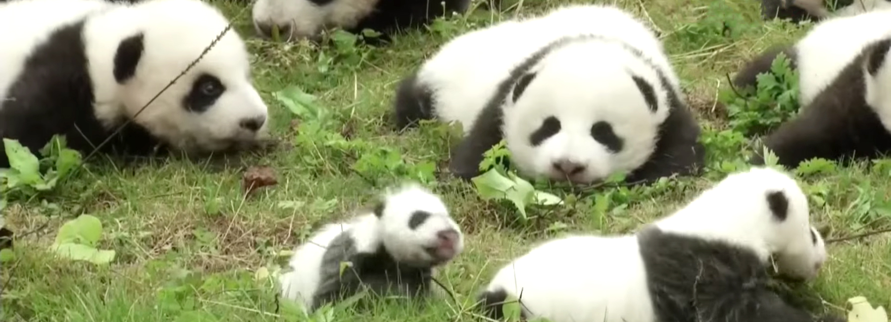 36 panda cubs make debut in china, marking historic boom of baby bears