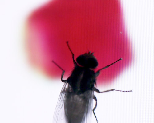 sarah meyohas opens 'cloud of petals' exhibit in new york, a data driven taxonomy of roses