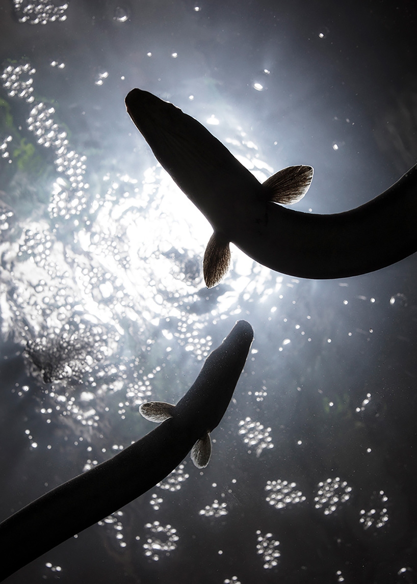 eat beneath eels at this aquaponic bar in brussels