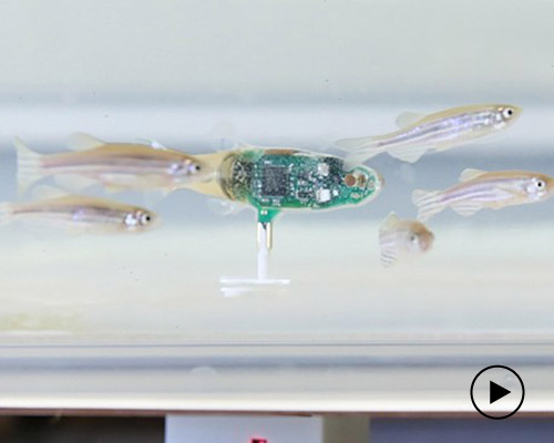 EPFL's imposter robotic fish infiltrates a school of zebrafish