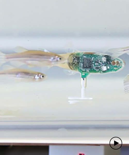 EPFL's imposter robotic fish infiltrates a school of zebrafish