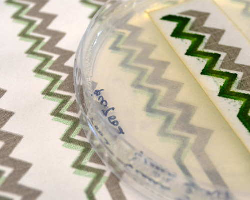 living solar panels printed on wallpaper photosynthesize sun's energy