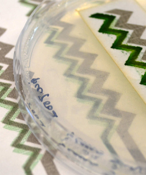 living solar panels printed on wallpaper photosynthesize sun's energy