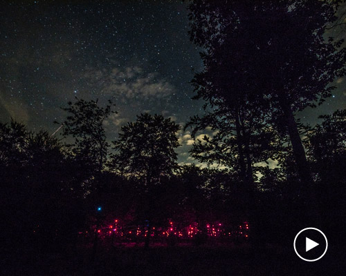 the 'digital organism' merges technology and nature