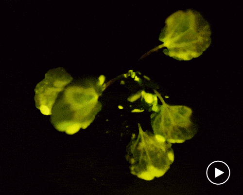 MIT's plants that glow like fireflies could replace electrical lighting