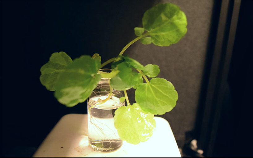 MIT's plants that glow like fireflies could replace electrical lighting designboom