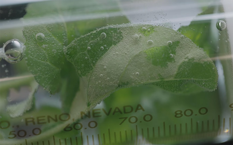 MIT's plants that glow like fireflies could replace electrical lighting designboom