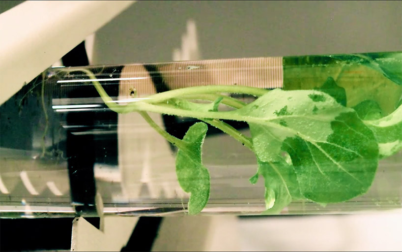 MIT's plants that glow like fireflies could replace electrical lighting designboom