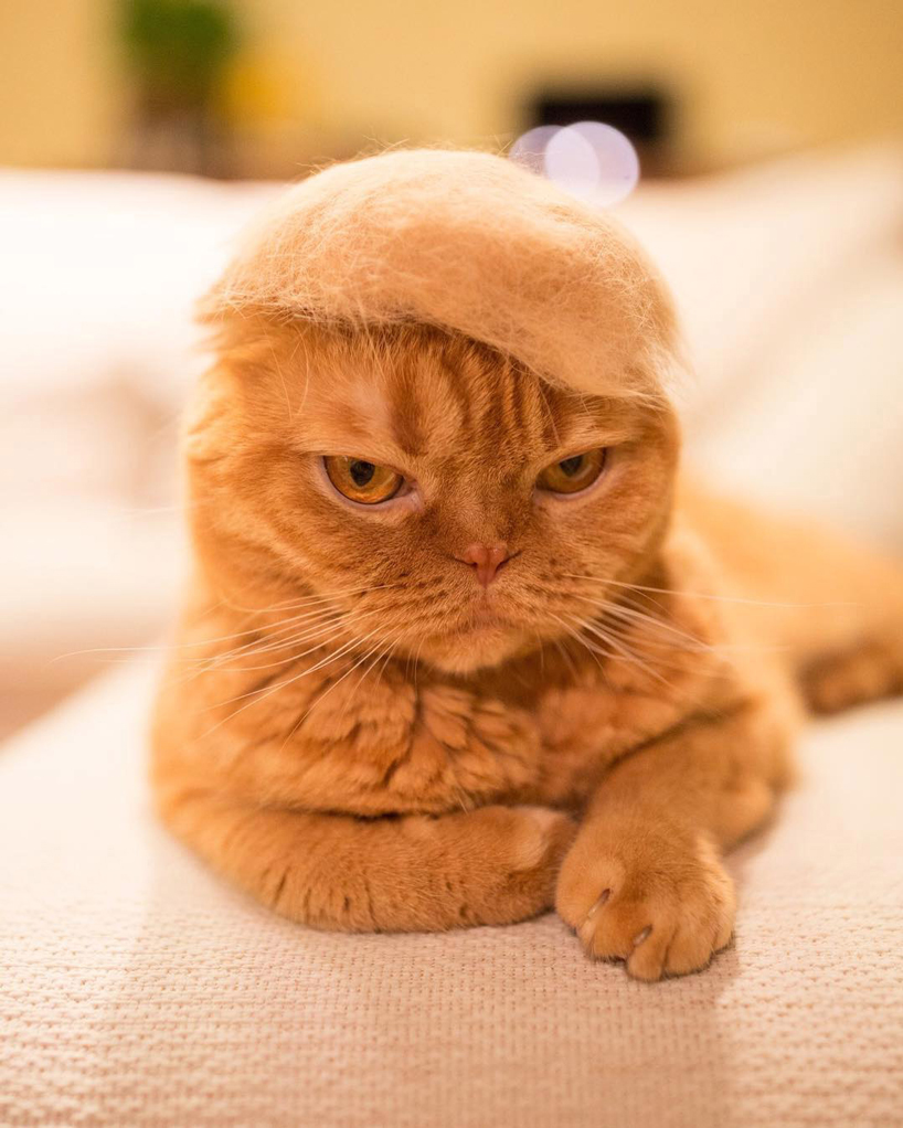 These 100 Cat Hair Cat Hats By Ryo Yamazaki Are Going Viral