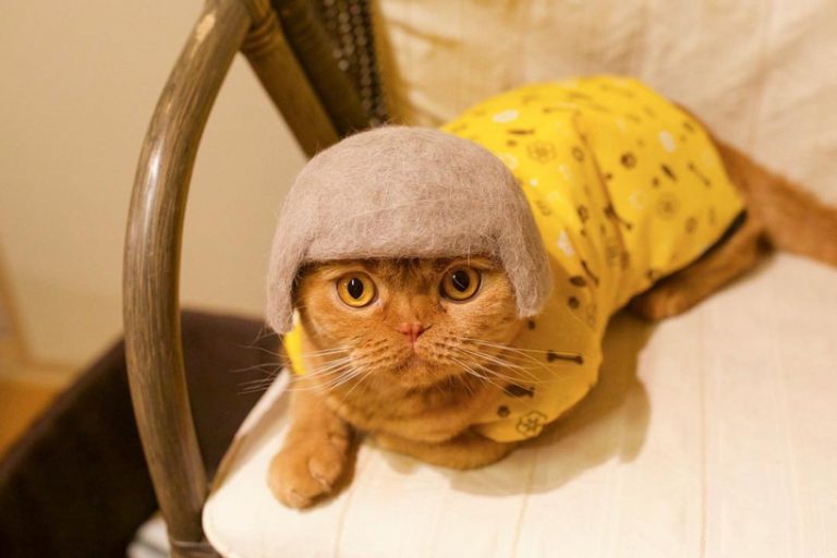 these 100 cat hair cat hats by ryo yamazaki are going viral