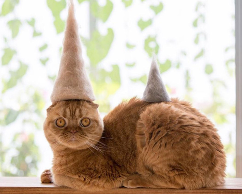 these cat hats made of cat hair are going viral (not to be mistaken for dior's FW17 beret)